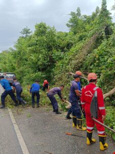 Damkar, BPBD, Polres Turun Bersama Tangani Pohon Tumbang di Baubau Akibat Cuaca Ekstrem