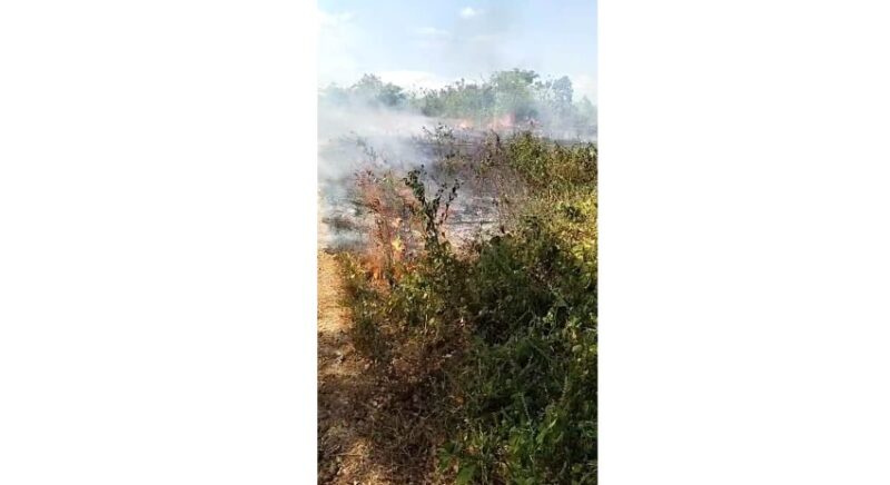 Kebakaran Lahan Dekat Kantor Wali Kota Baubau Kembali Terjadi, Damkar Catat 37 Kasus Selama Musim Kemarau, Sorawolio Paling Banyak 3 4 3