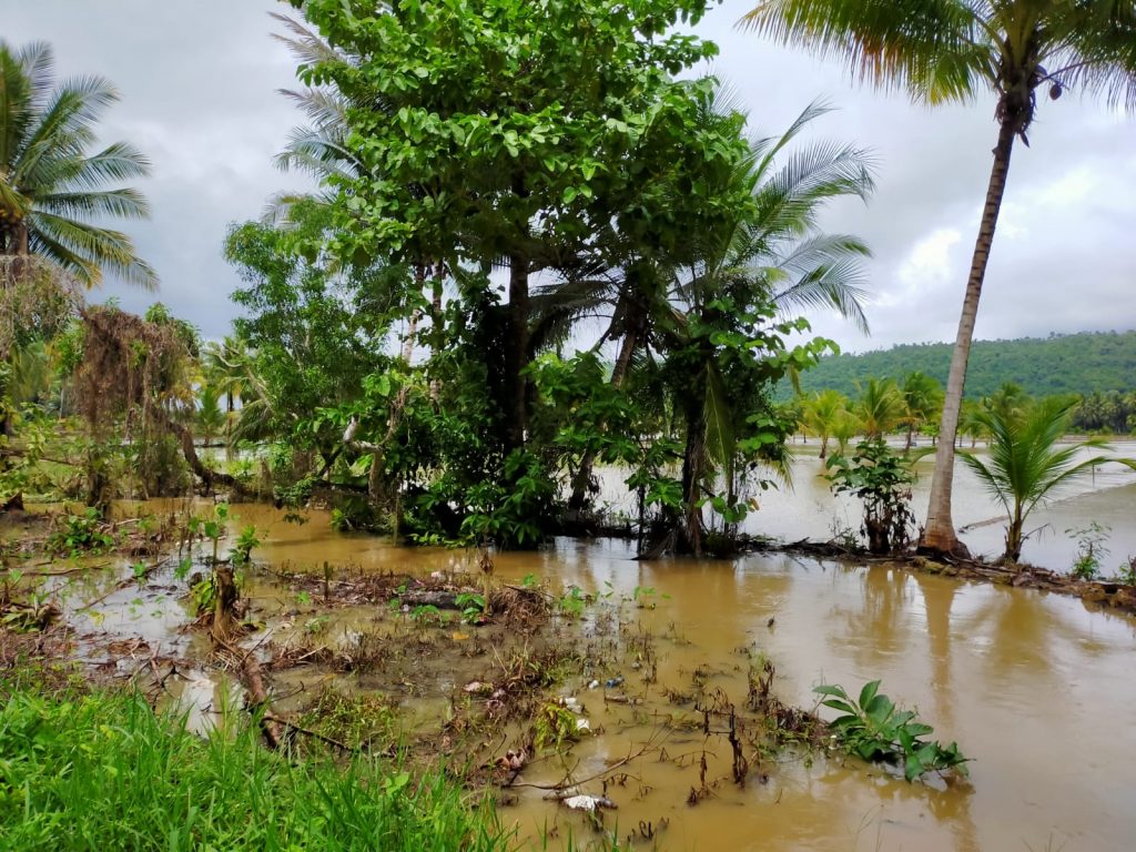 Musim Hujan Sebagian Persawahan di Kelurahan Kantalai-Baubau Mulai Terendam 2 F04.4 Air sungai yang mulai meluap