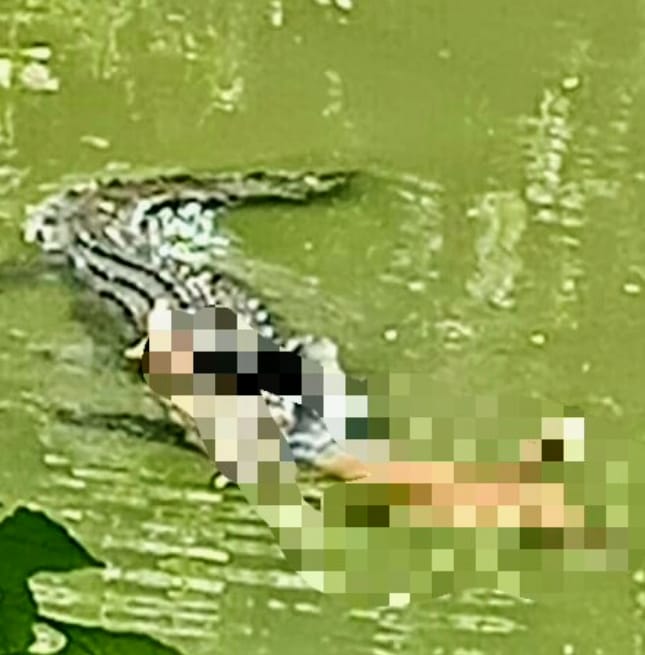 Seorang Pelajar di Buton Diterkam Buaya, Jasadnya Ditemukan di Dasar Kali dengan Menggunakan Jangkar 2 Terlihat Korban Sedang Diseret Seekor Buaya di Kali Malaogeistimewa
