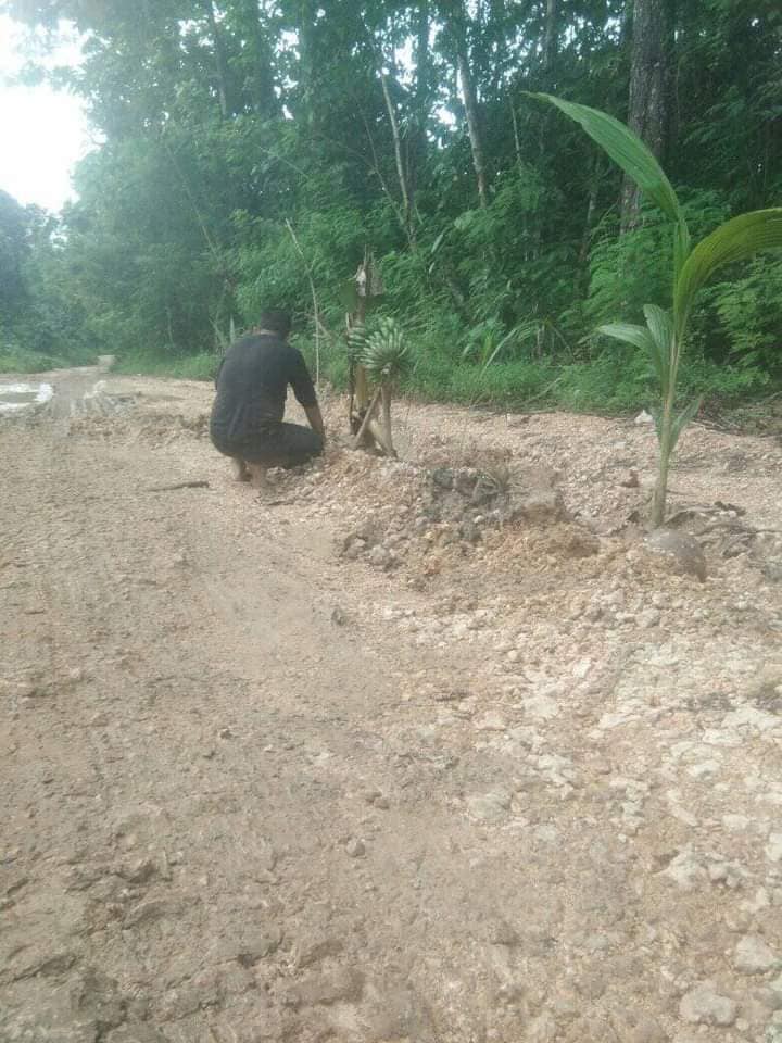 Protes Jalan Rusak dan Berlumpur, Warga Kioko di Butur Tanam Pohon Pisang dan Kelapa di Tengah Jalan 2 02 7