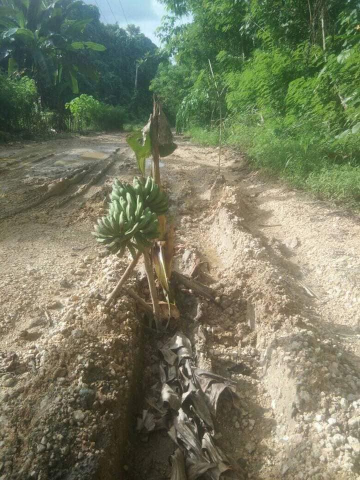 Protes Jalan Rusak dan Berlumpur, Warga Kioko di Butur Tanam Pohon Pisang dan Kelapa di Tengah Jalan 3 04 9