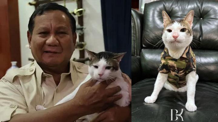 Kucing Kampung Bernama Bobby Kertanegara Milik Presiden Prabowo Trending Hingga Dapat Penghargaan Google 2 Kucing Kampung Bernama Bobby Kertanegara Milik Presiden Prabowo Trending Hingga Dapat Penghargaan Google
