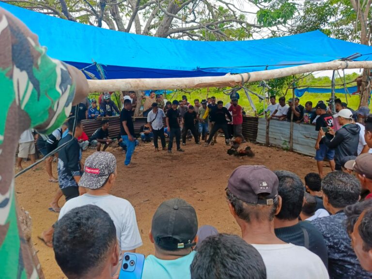 Taruhan Fantastis Warnai Dugaan Judi Sabung Ayam di Kampung Kadatua - Buton Selatan