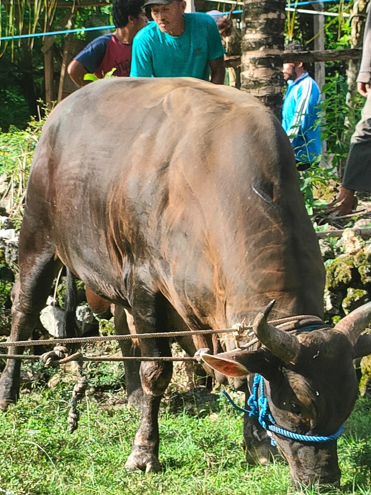 Sapi Brahman Sumbangan Presiden Prabowo untuk Buton Selatan